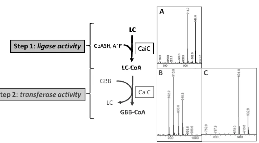 Figure 7. Example of dual activity of CaiC. Experiments are described in the 