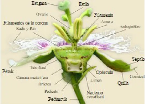 Figura  2. Morfología floral de la Gulupa 