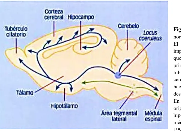 Figura 6. Organización del sistema noradrenérgico en el cerebro de rata. El núcleo noradrenérgico más importante es el locus coeruleus, del que parte una vía ascendente principal (hacia el tálamo, los tuberculos olfatorios, la corteza cerebral y el hipocam