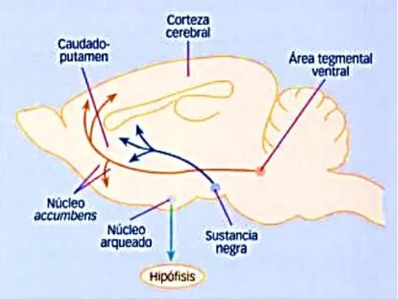 Figura 7. Organización del sistema dopaminérgico en el cerebro de rata. El sistema nigroestriado conecta la sustancia negra con el caudado-putamen
