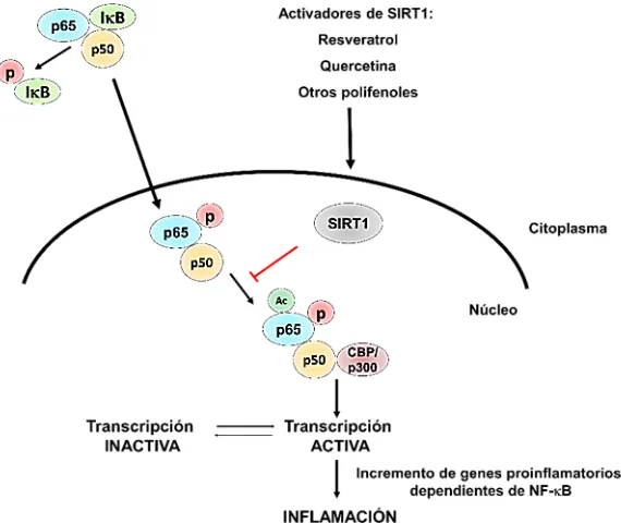 Figura 10. Vía de señalización de NF-B. Relación con otras proteínas como SIRT1, que desacetila la subunidad RelA/p65 en la lisina 310, impidiendo la activación de la transcripción de genes proinflamatorios