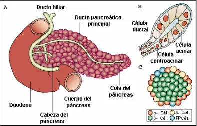 Figura 1.1: Anatomía del páncreas: A) Partes diferenciadas del páncreas adulto Cél. = célula