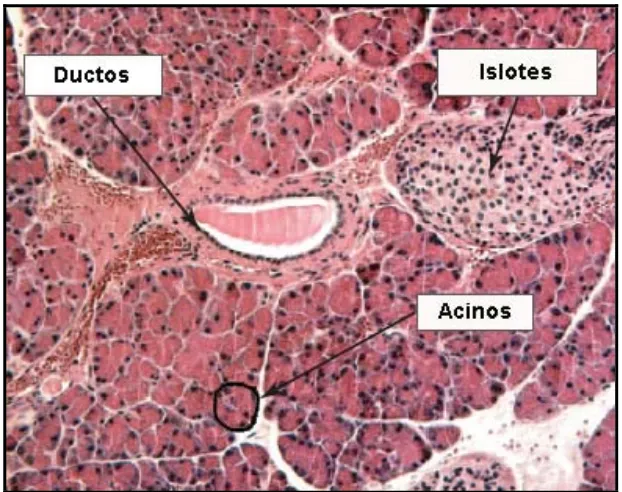 Figura 1.2: Histología del páncreas. Sección histológica de pancreas de ratón donde se indican los principales compartimentos de la glándula