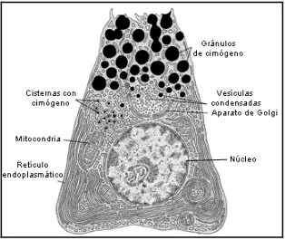 Figura 1.3: Esquema de los orgánulos intracelulares de una célula acinar pancreática. Figura adaptada de  