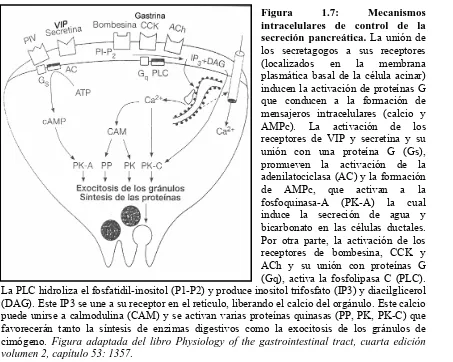 Figura 1.7: volumen 2, capítulo 53: 1357puede unirse a calmodulina (CAM) y se activan varias proteínas quinasas (PP, PK, PK-C) que favorecerán tanto la síntesis de enzimas digestivos como la exocitosis de los gránulos de cimógeno.La PLC hidroliza el fosfat