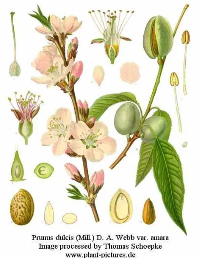 Fig. 1: Esquema de los órganos florales y del fruto del almendro. 