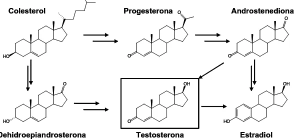 Figura 1.5 Biosíntesi de la testosterona a partir del colesterol. 