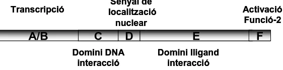Figura 1.6 Estructura dels dominis dels receptors nuclears 
