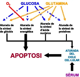Fig. 1.9- Esquema simplificat del metabolisme d’un hibridoma. La glucosa és la principal font de carboni i energia dels hibridomes, i la glutamina, és principal font de nitrogen, així com a font alternativa de carboni i energia [Paredes, 1998]