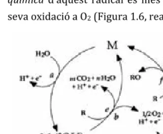 Figura 1.6. Esquema de l’oxidació indirecta de sobrepotencial d’oxigen (Marselli et al