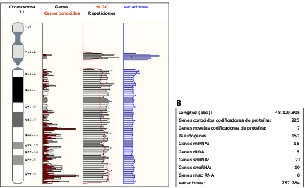 Figura 2. (A) Gráfica resumida de los genes conocidos, repeticiones y variaciones del crosomosoma 21 humano (HSA21)
