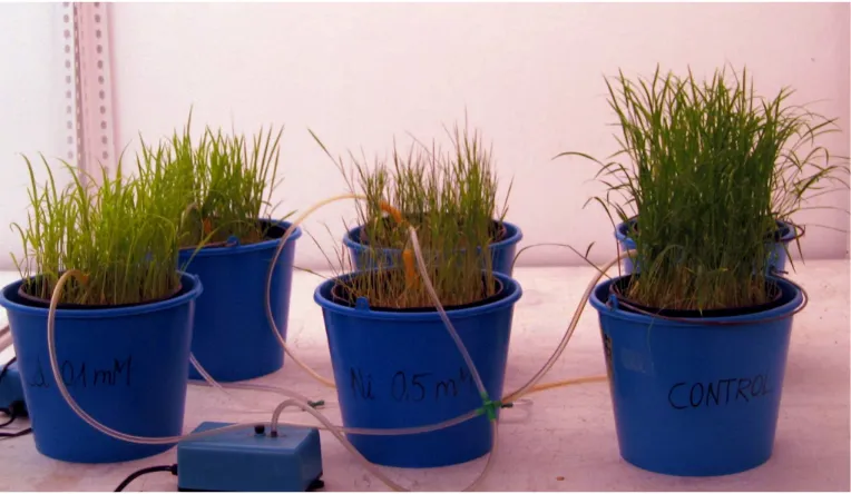 Figura 13. Detall de l’aspecte que presenten les plantes als 5 dies de cultiu en presència de Ni 0,5 mM o Cd 0,1 mM, en relació amb els corresponents controls