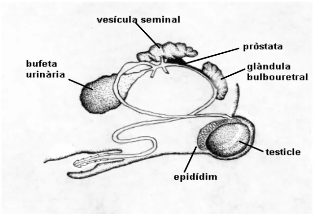 Figura 1. Visió lateral de tots els òrgans que formen l’aparell reproductor masculí 