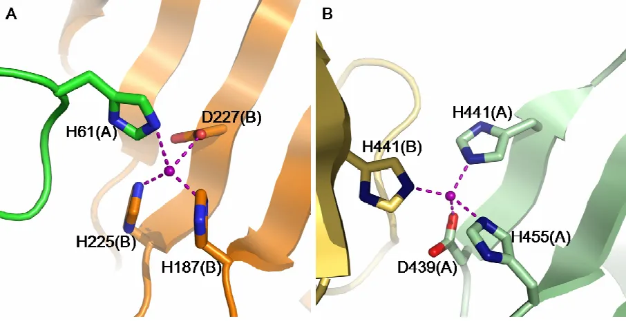 Figura 46. Representació de la coordinació trobada en el cristall de SEA . A. Detall de la coordinació tetraèdrica del zenc entre dues molècules de SEA en una estructura de raigs X a 2,7Å (PDBID 1SXT)