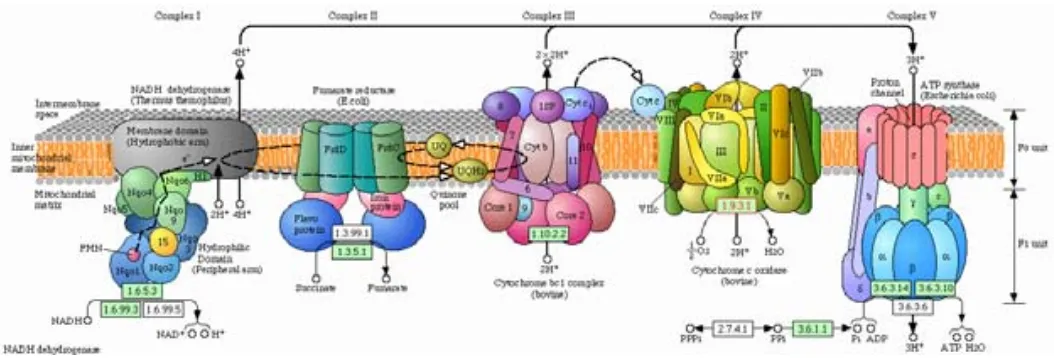 Figura 1.4_ Sistema de fosforilación oxidativa OXPHOS. Compuesto por la cadena respiratoria acoplada a la fosforilación oxidativa