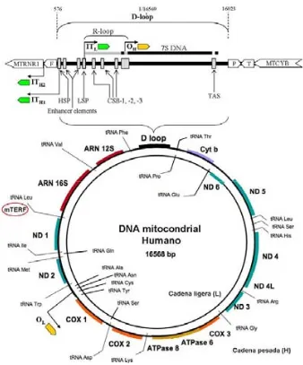 Fig 1.6_ Mapa genético del DNA mitocondrial humanoregión D-loop con la posible región R-loop RNA