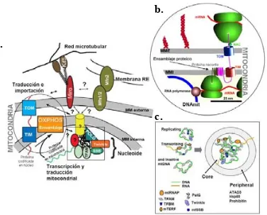 Figura 1.7_ Esta figura ilustra los recientes avances en el estudio de la organización de los nucleoides en mamíferos, en el contexto de la biología mitocondrial, concretamente en la dinámica mitocondrial y la se transcriben cerca de las proteínas codifica