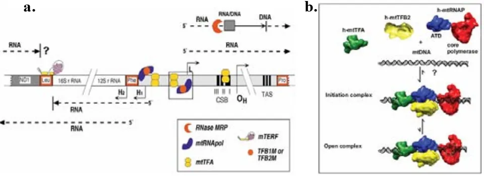 Figura 1.9_ y las regiones de terminación en el DNA mitocondrial de mamíferos. Se muestran los principales elementos del tRNApartir del punto de iniciación L, se transcribe la cadena L y el RNA precursor del inicio de la replicación de la cadena H