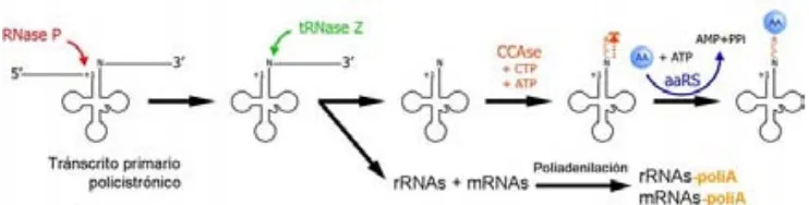 Fig 1.10_ Esquema del procesado del tránscrito primario policistrónico. Éste se caracteriza por la presencia de tRNAs entre las secuencias de mRNAs o rRNAs, de manera que las largas moléculas policistrónicas se procesan por cortes endonucleolíticos en los 