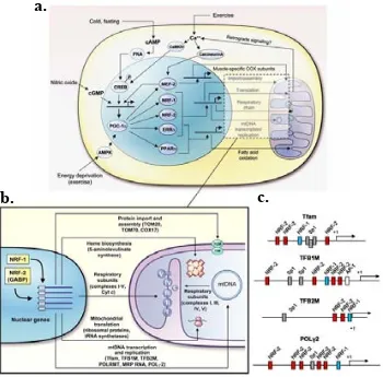 Fig 1.11_ (a)NRF-2, ERRcoactivador PGC-1 Ilustración resumen de las vías mitocondriales mediadas por el α