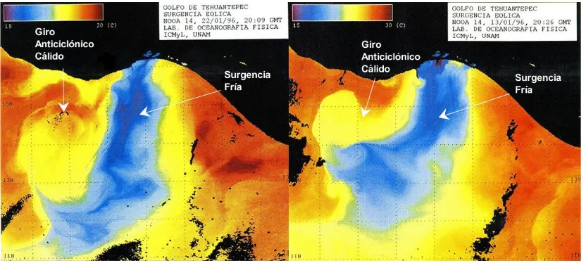Fig. 7. Surgencia eólica y anillo anticiclónico después de que ceden los Nortes del agua subsuperficial revelada por la                                alargada franja de agua fría, durante enero de 1996