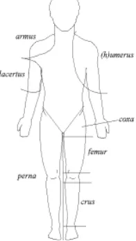 Figura I. Categorización de las partes del cuerpo en latín (Krefeld 1999: 266) 