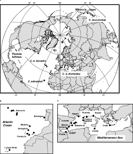 Fig. 1. (a) Geographic distributions of all three Calonectris species across the Mediterranean, the Atlantic and the PaciWc Oceans