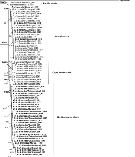 Fig. 2. Maximum likelihood phylogenetic tree for Calonectrisregion. Numbers adjacent to branches are Monte–Carlo posterior probabilities greater than 70%, and main clade support is indicated in bold