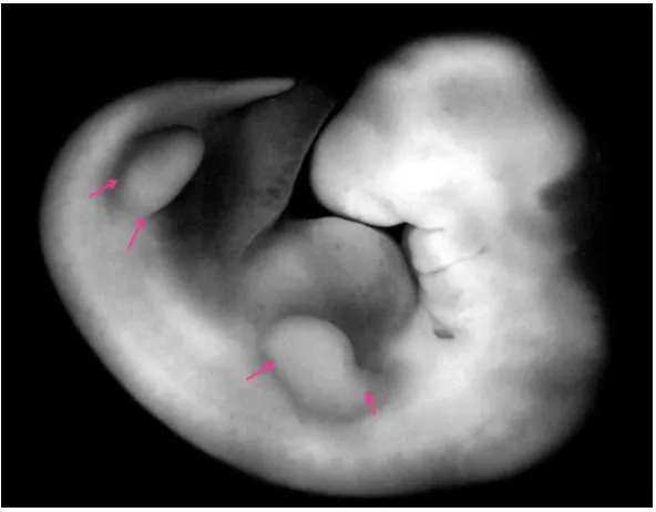 Fig.  2  Embrió humà de 5 setmanes (35-38 dies). S’ha marcat la 