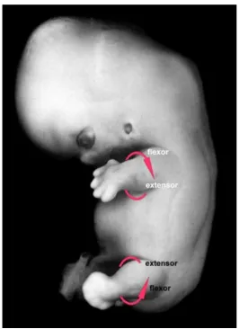 Fig.  5 Embrió humà de 7 setmanes. S’ha marcat la rotació 