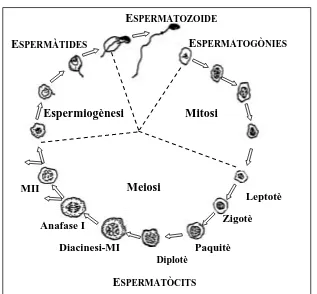 Figura 1. Esquema de l’espermatogènesi 