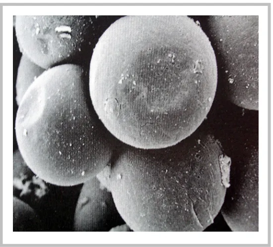 Figura 1: Imatge de microscòpia electrònica d’adipòcits. 