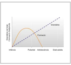 Figura 3: Desenvolupament del teixit adipós. Al llarg de la vida augmenta de forma 