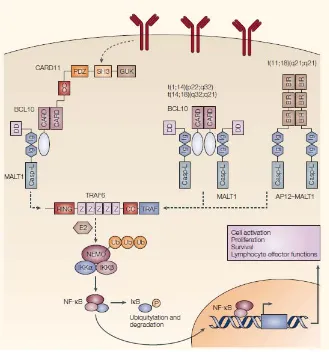 Figura 4.2. Esquema en el que se ilustra la vía NF-kB, y en la que se relaciona con las translocaciones observadas en el linfoma MALT