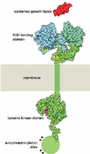 Figura 1.10. Representació estructural de l’EGFR. Quan l’EGF no està unit al receptor aquest es troba en forma inactiva incapaç de dimeritzar