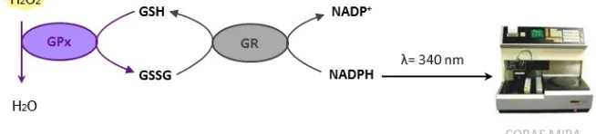 Figura 5: Fonament de la determinació de la GPx 