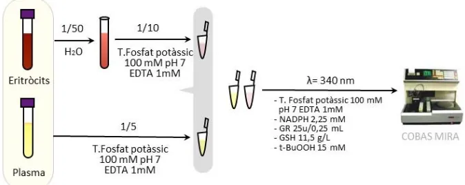 Figura 6: Procediment per a la determinació de la GPx 