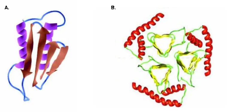 Fig. 1.8. A. Estructura secundària i terciària de la PrPsc. B. Model hipotètic d’estructura en forma de trímers