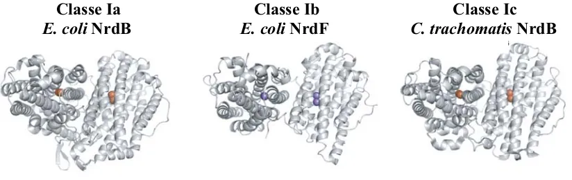 Figura 8. Representació tridimensional de les subunitat NrdB d’E. coli�C. trachomatis