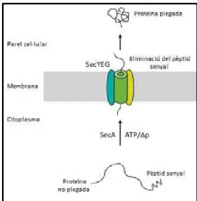 Figura 2. Esquema simplificat de la secreció de proteïnes per la via Sec en Streptomyces