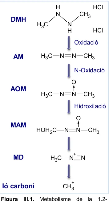 Figura III.1. Metabolisme de la 1,2-dimetilhidrazina (DMH). AM: azometà; AOM: azoximetà; MAM: metazoximetanol; MD: metildiazoni