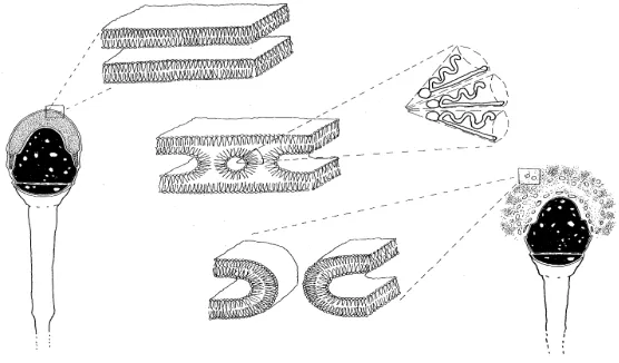 Figura 2. Augment de fusogenicitat de les membranes de l'espermatozoide que dóna lloc a la fusió de les membranes plasmàtica i acrosomal externa, amb alliberament d'enzims acrosomals i externalització de la membrana acrosomal interna