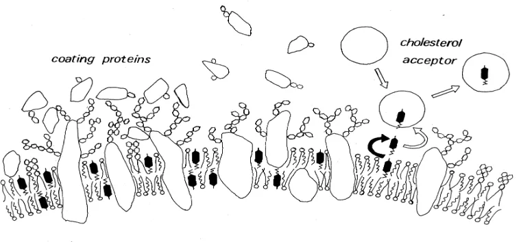 Figura 5. Representació gràfica de la membrana plasmàtica de l'espermatozoide humà. A la part de l'esquerra es representa la presència de les proteïnes  d'adhessió (coating proteins) que, a mesura que es desprenen (centre), permeten la sortida del colester
