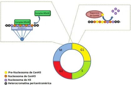 Figura I.9. Model pel mecanisme de deposició de CenH3CENP-A es localitza als centròmers humans des d’anafase fins al principi de G1, per modificar la cromatina centromèrica i fer-la permissiva a la deposició de CenH3en cèl·lules humanes