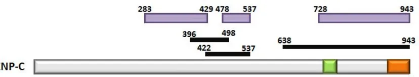 Figura I.12. Representació esquemàtica de la proteïna CENP-C d’humans. En la proteïna CENP-C s’han identificat dos regions responsables de la seva interacció amb el DNA (rectangles negres) i de la seva localització centromèrica (rectangles liles)