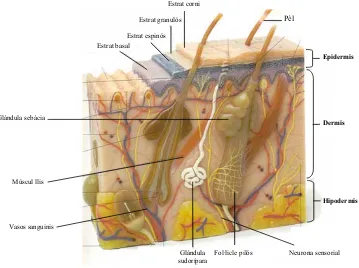 Fig 1.4.:  Estructura de la pell 