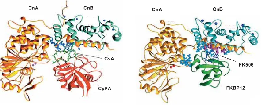 Figura 5. Estructures cristal·litzades dels complexos CsA-CyPA-Cn i FK506-FKBP12-Cn. A l’esquerre es mostra la representació dels complex CsA-CyPA-Cn: en groc, CnA; en blau clar, CnB; en verd, CsA; en vermell, CyPA; en violeta, els ions metal·lics Zn2+ i F