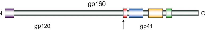 Figura I.7. Representació esquemàtica del precursor Env (gp160). La fletxa indica el lloc de tall de la proteasa cel·lular que donarà lloc a les dues subunitats (gp120 i gp41)
