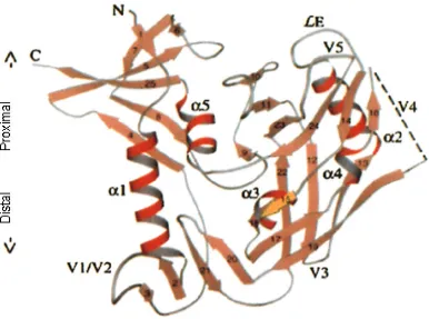 Figura I.8. Estructura cristal·logràfica de la proteïna gp120 mostrant les regions hipervariables (V1-1998)]