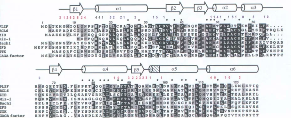 Figura I.7. Alineament de seqüència d’alguns dominis POZ/BTB i l’estructura secundària observada pel domini POZ de PLZF